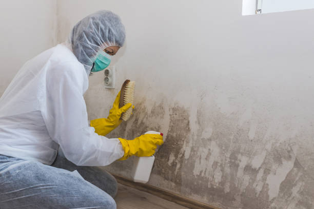 Best Commercial Mold Removal  in Westmoreland, TN