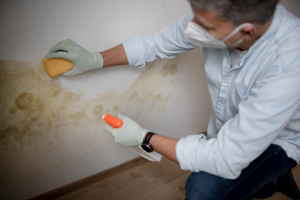 Best Local Mold Removal Service  in Westmoreland, TN