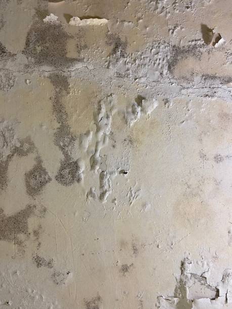 Office Mold Removal Services in Westmoreland, TN