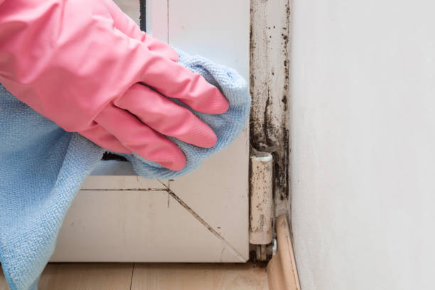 Best Attic Mold Removal  in Westmoreland, TN